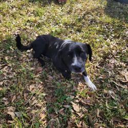 Found/Stray Male Dog last seen Cr25, Brazoria County, TX 77430