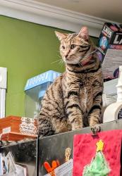 Lost Male Cat last seen Woodland Ave Puyallup WA , Puyallup, WA 98375