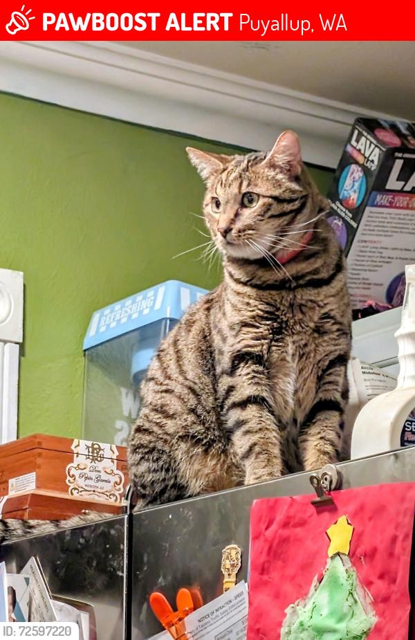 Lost Male Cat last seen Woodland Ave Puyallup WA , Puyallup, WA 98375