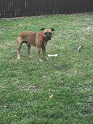 Reunited Male Dog last seen Lakeview, miller, Rowlett library, Bankhead, Rowlett high school, Rowlett, TX 75088