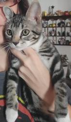 Lost Male Cat last seen Epps rd, Holiday Dam rd, Cooley Bridge (247), Greenville County, SC 29669