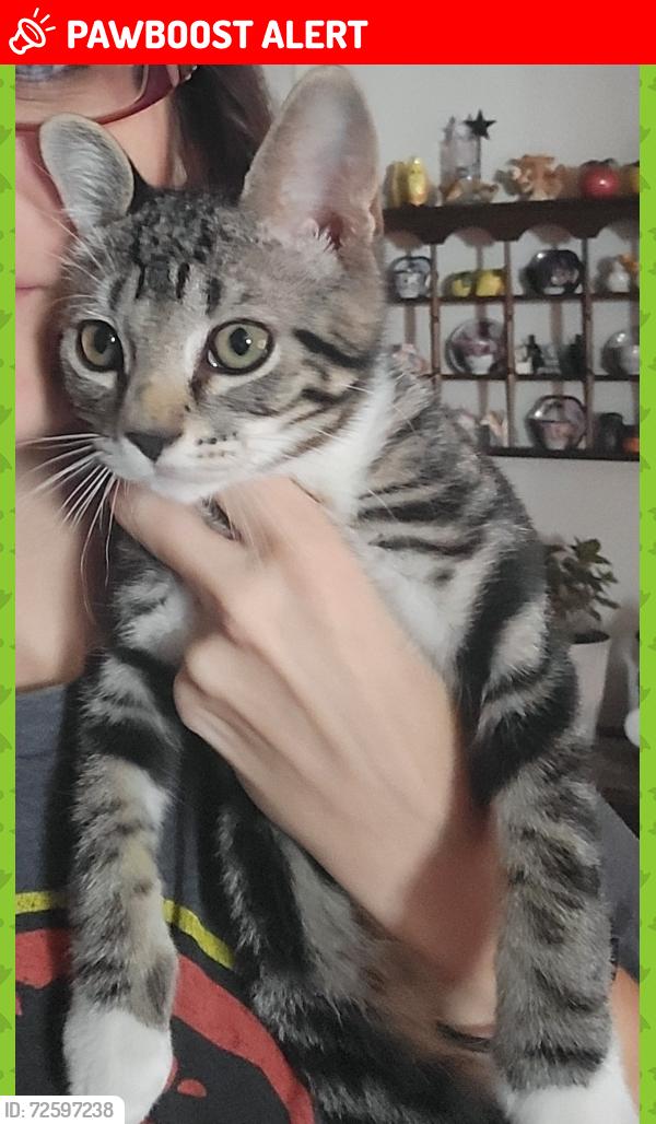 Lost Male Cat last seen Epps rd, Holiday Dam rd, Cooley Bridge (247), Greenville County, SC 29669