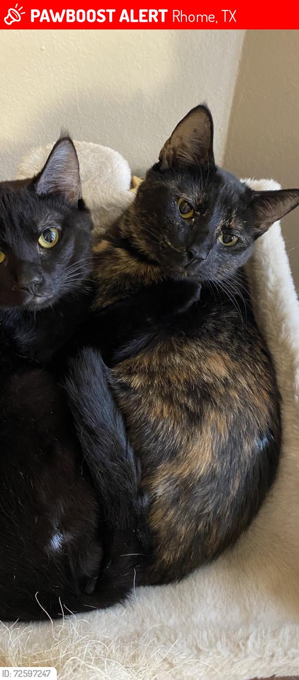 Lost Female Cat last seen Forest lawn, Rhome, TX 76078