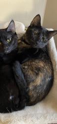 Lost Female Cat last seen Forest lawn, Rhome, TX 76078