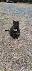 Lost Female Cat last seen Wentworth street/ setliff road, Reidsville, NC 27320