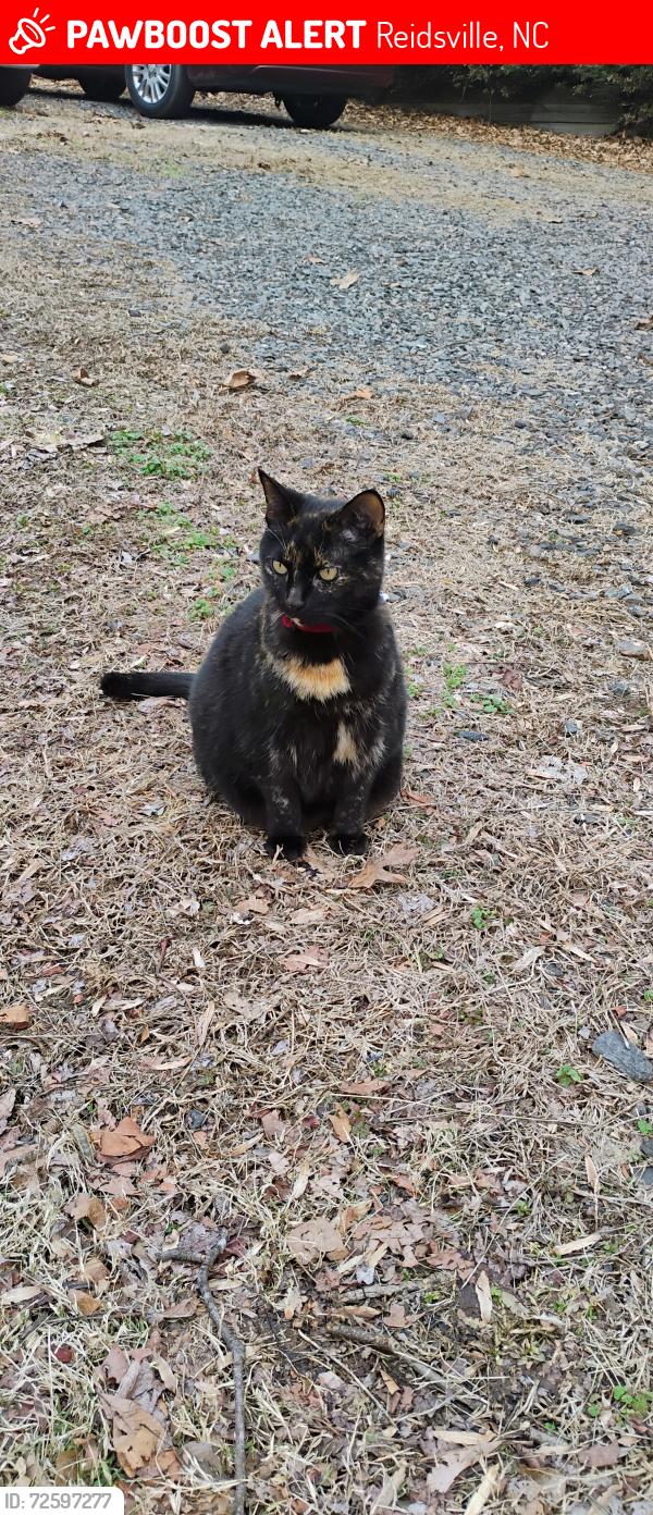 Lost Female Cat last seen Wentworth street/ setliff road, Reidsville, NC 27320