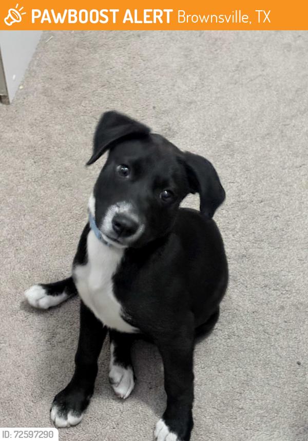 Found/Stray Female Dog last seen Forest North Subdivision , Brownsville, TX 78526
