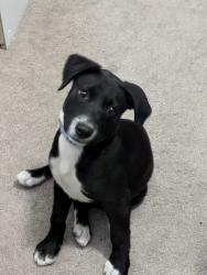 Found/Stray Female Dog last seen Forest North Subdivision , Brownsville, TX 78526