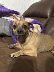Lost Male Dog last seen Mitc Farms, Collins, MS 39428