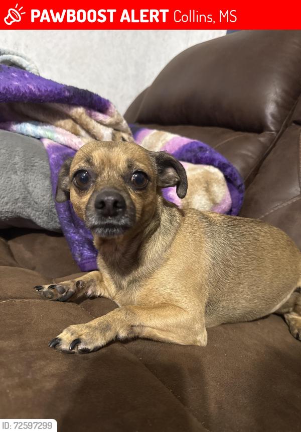 Lost Male Dog last seen Mitc Farms, Collins, MS 39428