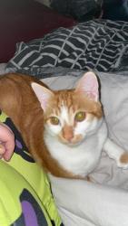 Lost Male Cat last seen Montague road , Greater London, England N9 0FW