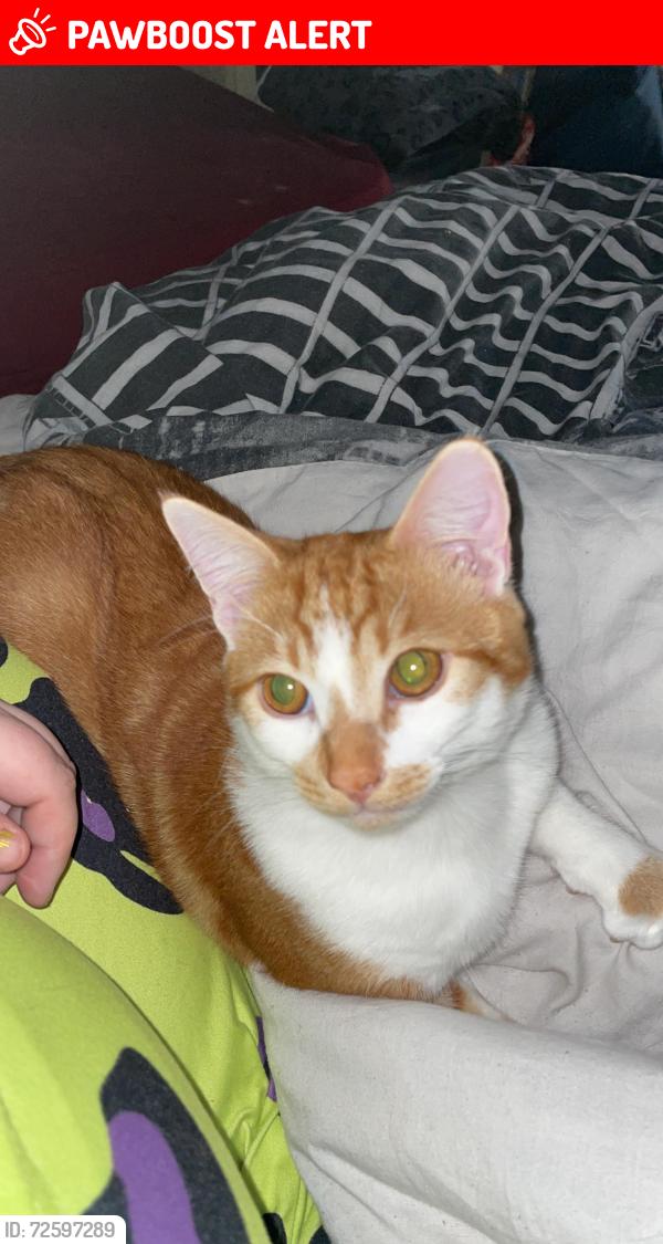 Lost Male Cat last seen Montague road , Greater London, England N9 0FW