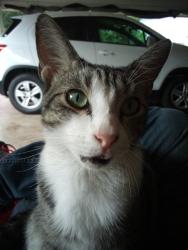 Lost Male Cat last seen Moes, Abbeville, LA 70510
