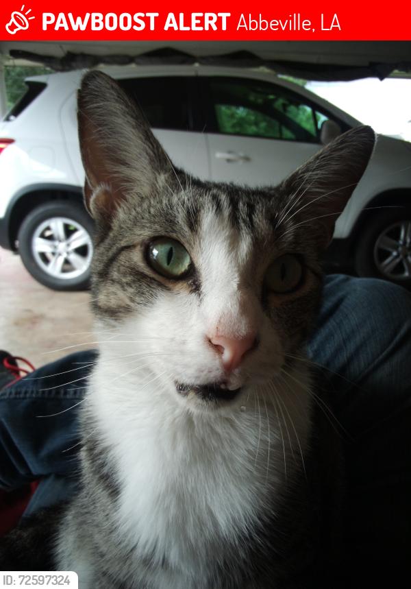 Lost Male Cat last seen Moes, Abbeville, LA 70510
