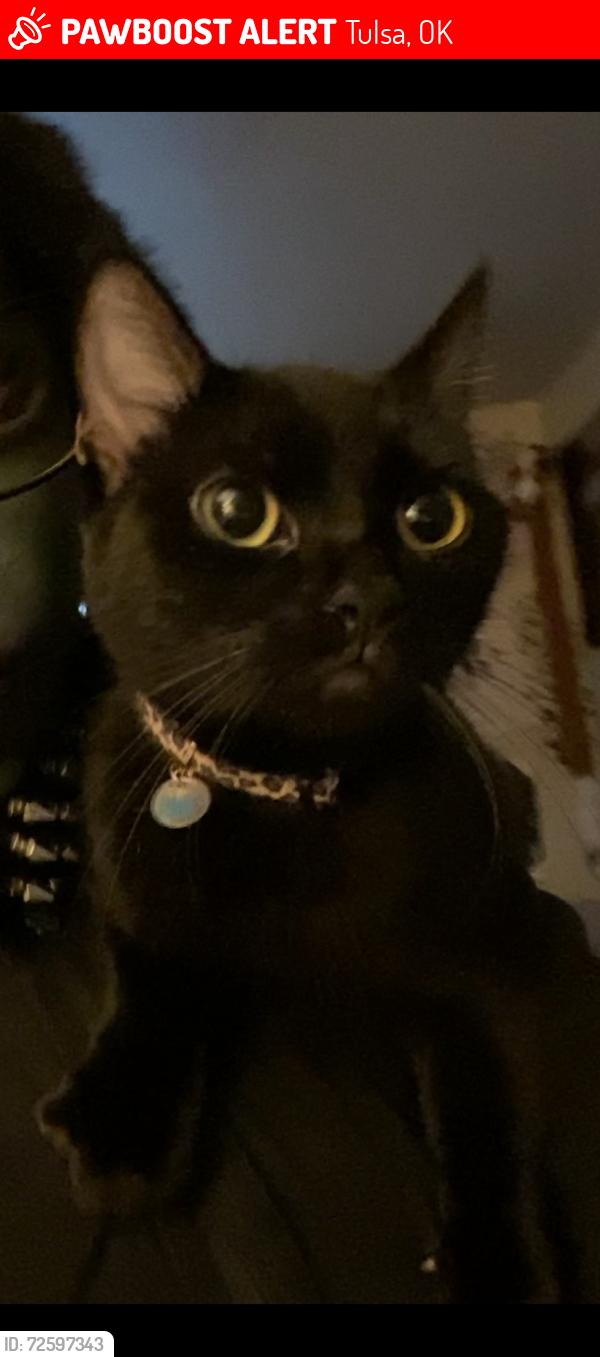 Lost Female Cat last seen E 46th pl, Tulsa, OK 74145