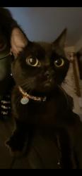 Lost Female Cat last seen E 46th pl, Tulsa, OK 74145