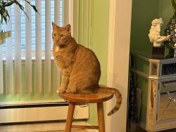 Lost Male Cat last seen Btwn 101 Avenue and 103 Avenue , Queens, NY 11419