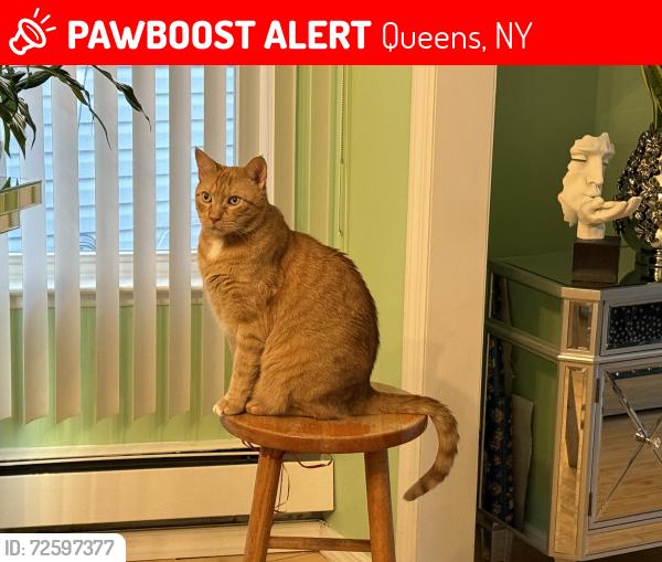 Lost Male Cat last seen Btwn 101 Avenue and 103 Avenue , Queens, NY 11419