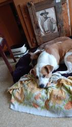 Lost Female Dog last seen Smoke point washington, Smokey Point, WA 98223