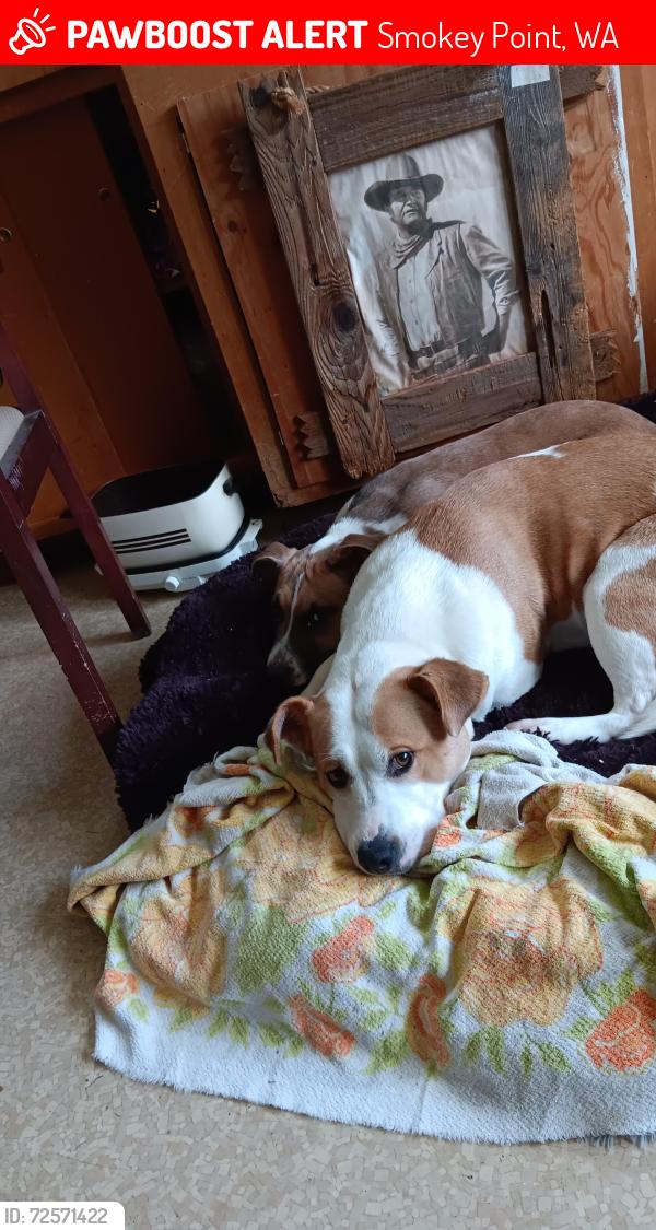 Lost Female Dog last seen Smoke point washington, Smokey Point, WA 98223