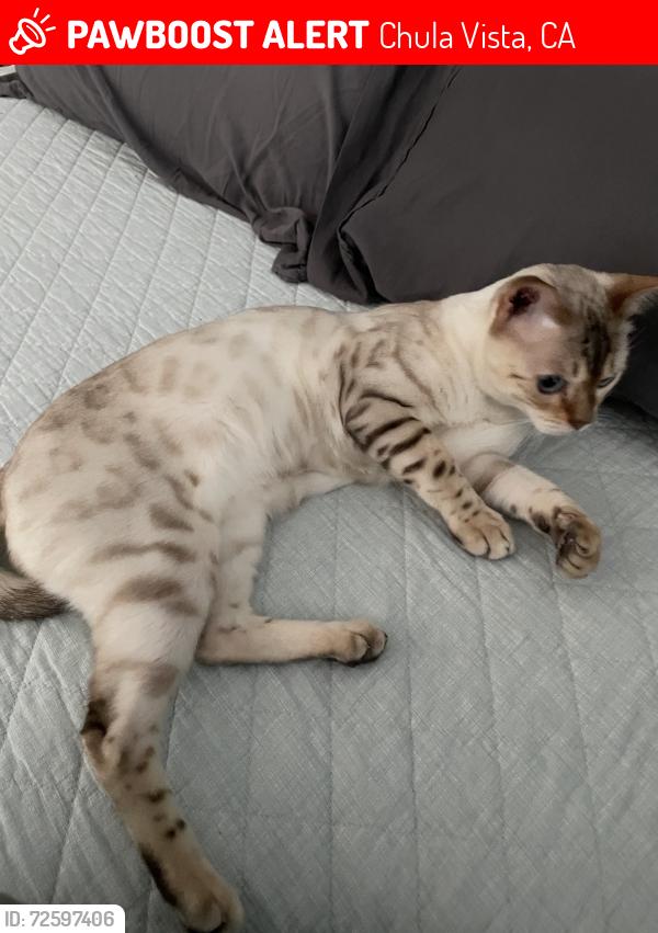 Lost Male Cat last seen Bella Lago, Chula Vista, CA 91914