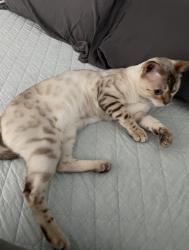 Lost Male Cat last seen Bella Lago, Chula Vista, CA 91914