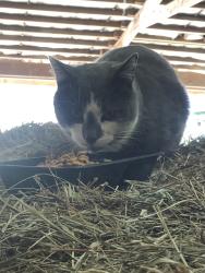 Found/Stray Unknown Cat last seen Between Cable and Headleys mill, Pataskala, OH 43062