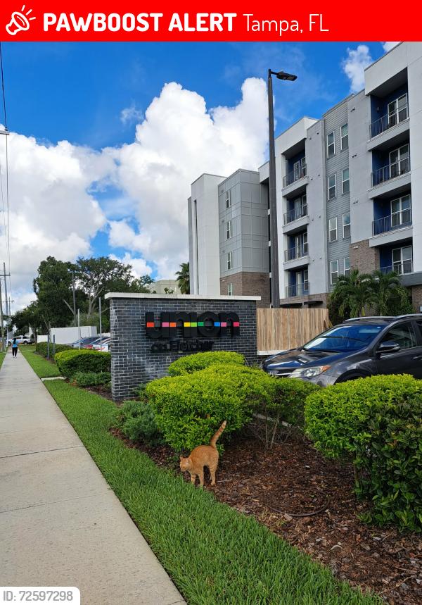 Lost Male Cat last seen E Fletcher Ave between USF Magnolia Dr & 42nd St., Tampa, FL 33613