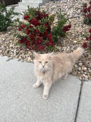 Lost Female Cat last seen S. Surprised Way & E. Highway 21, Boise, ID 83716
