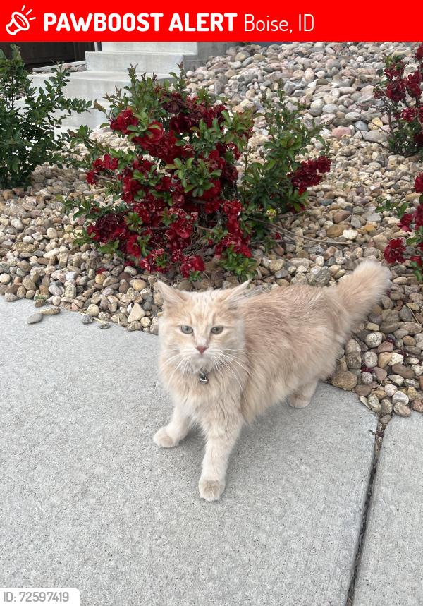 Lost Female Cat last seen S. Surprised Way & E. Highway 21, Boise, ID 83716