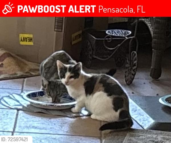 Lost Female Cat last seen Westside and Zurich Streets, Pensacola, FL 32514