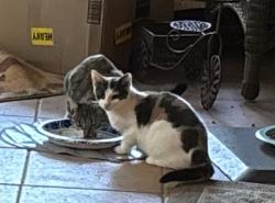 Lost Female Cat last seen Westside and Zurich Streets, Pensacola, FL 32514