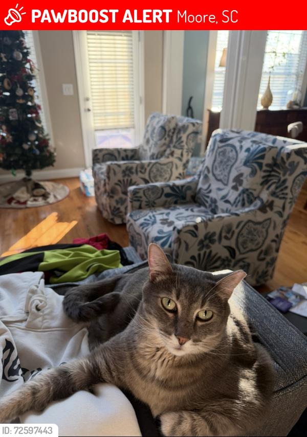 Lost Male Cat last seen Tarrigart and Antrim. Londonderry Neighborhood , Moore, SC 29369