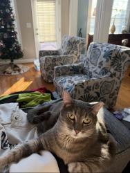 Lost Male Cat last seen Tarrigart and Antrim. Londonderry Neighborhood , Moore, SC 29369