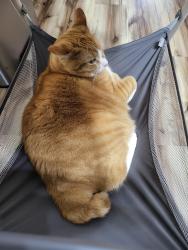 Lost Male Cat last seen Wake robin circle, Oregon City, OR 97045