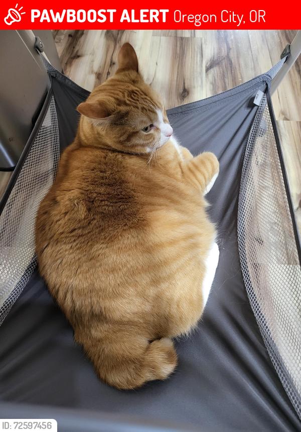 Lost Male Cat last seen Wake robin circle, Oregon City, OR 97045