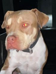 Lost Male Dog last seen Goliad Rd San Antonio Texas 78223, San Antonio, TX 78223