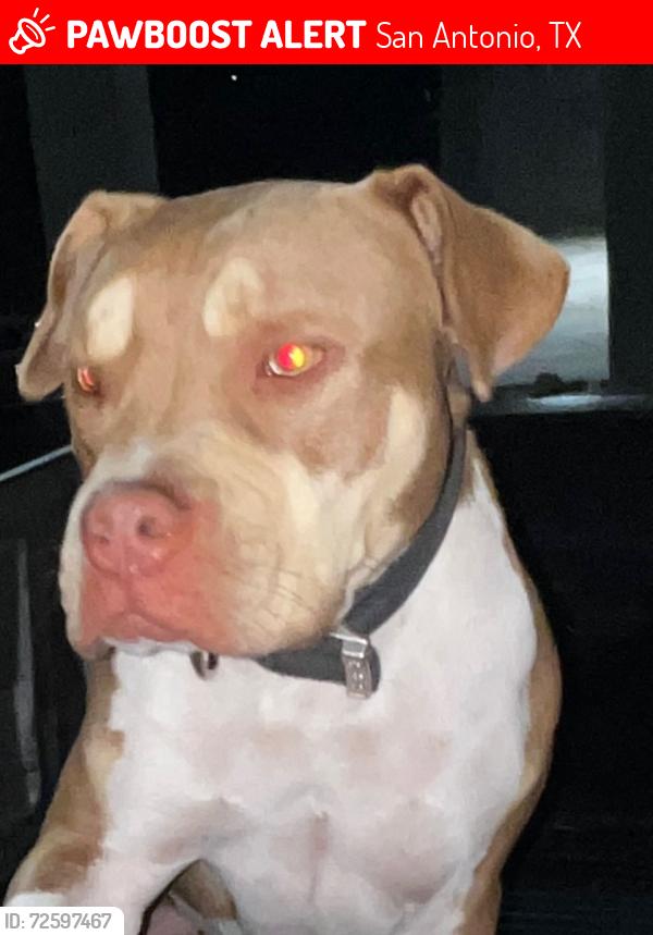 Lost Male Dog last seen Goliad Rd San Antonio Texas 78223, San Antonio, TX 78223