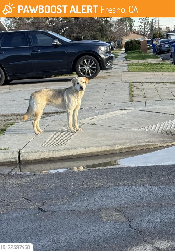Found/Stray Unknown Dog last seen Cedar/Mckinley, Fresno, CA 93703