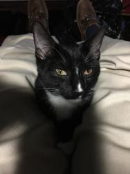 Lost Male Cat last seen Red Fox run, Summerville, SC 29485