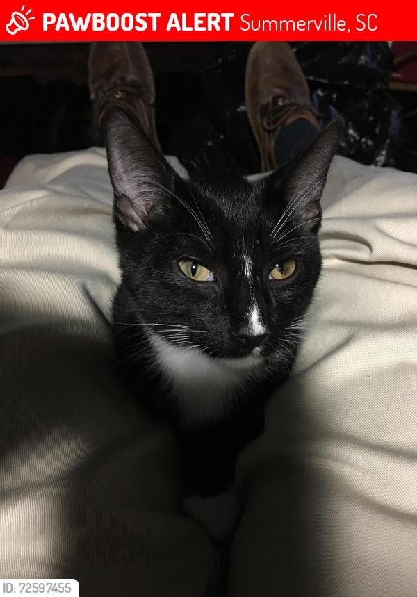 Lost Male Cat last seen Red Fox run, Summerville, SC 29485