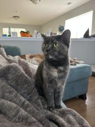 Lost Female Cat last seen Helotes crossing neighborhood. By sonic and Methodist ER off Bandera and 1604, Helotes, TX 78023