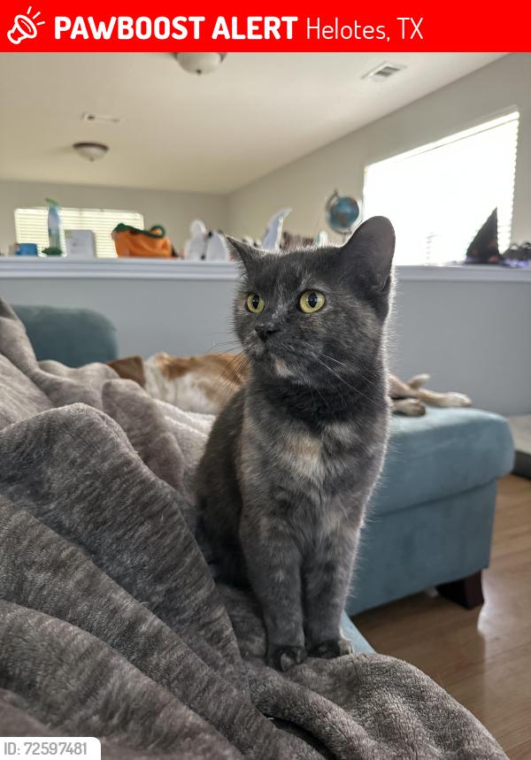 Lost Female Cat last seen Helotes crossing neighborhood. By sonic and Methodist ER off Bandera and 1604, Helotes, TX 78023