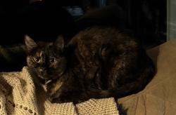 Lost Female Cat last seen Via Roble/ Via Nuez, Mission Viejo, CA 92691