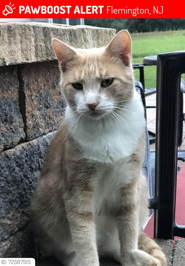 Lost Male Cat last seen Rt 513 Flemington,NJ, Flemington, NJ 08822