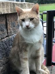 Lost Male Cat last seen Rt 513 Flemington,NJ, Flemington, NJ 08822