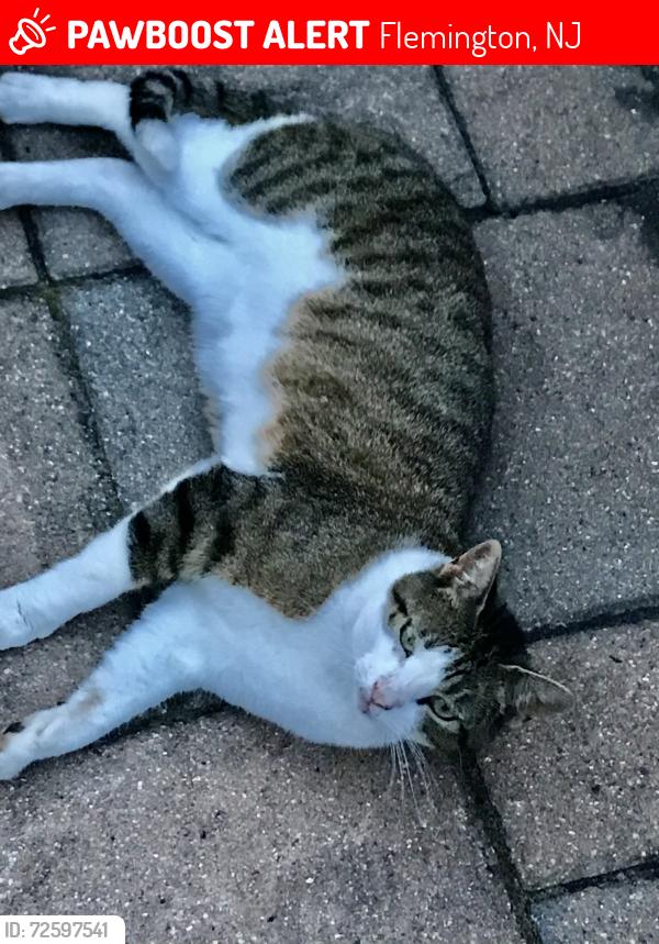 Lost Male Cat last seen Rt 513 pleasant run rd Flemington nj, Flemington, NJ 08822
