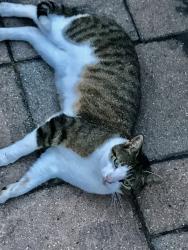 Lost Male Cat last seen Rt 513 pleasant run rd Flemington nj, Flemington, NJ 08822
