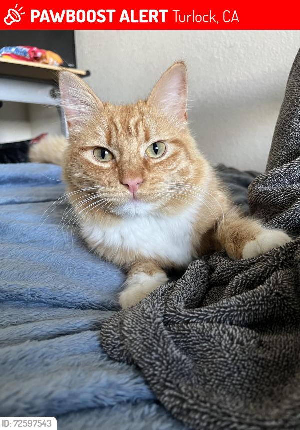 Lost Male Cat last seen Linwood Ave, Turlock, CA 95380