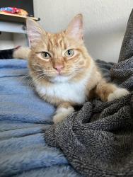 Lost Male Cat last seen Linwood Ave, Turlock, CA 95380